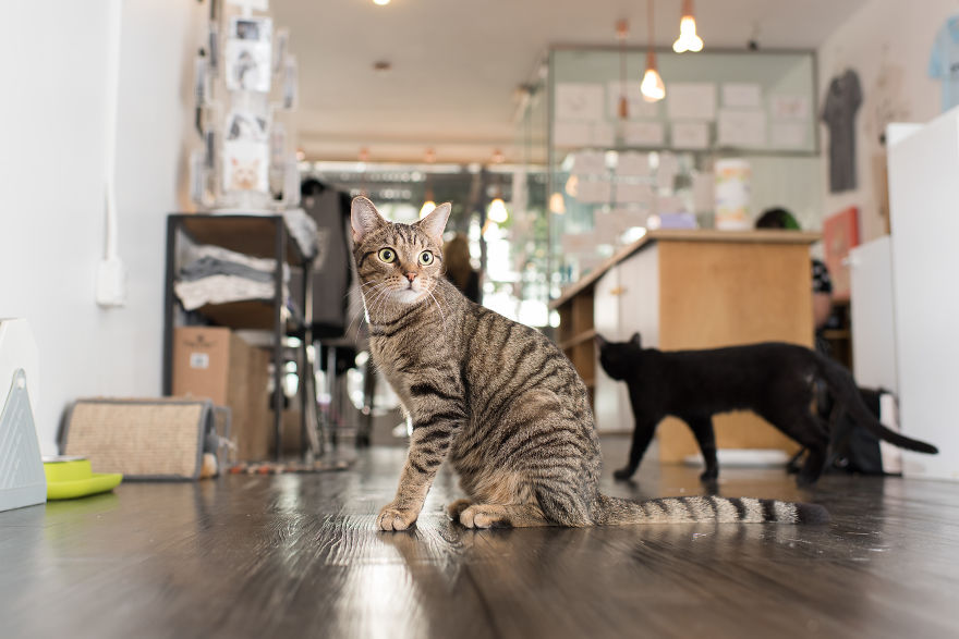 I Spent Last Summer Photographing Cats In Shops All Over NYC