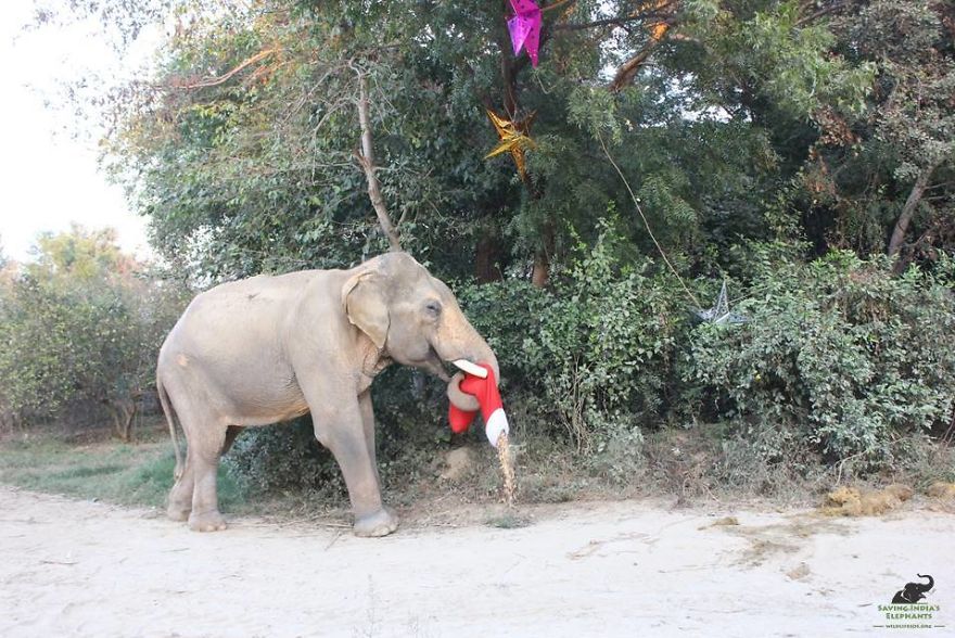 Jingle All The Way!
mohan Elephant Celebrates His First Christmas With Wildlife Sos