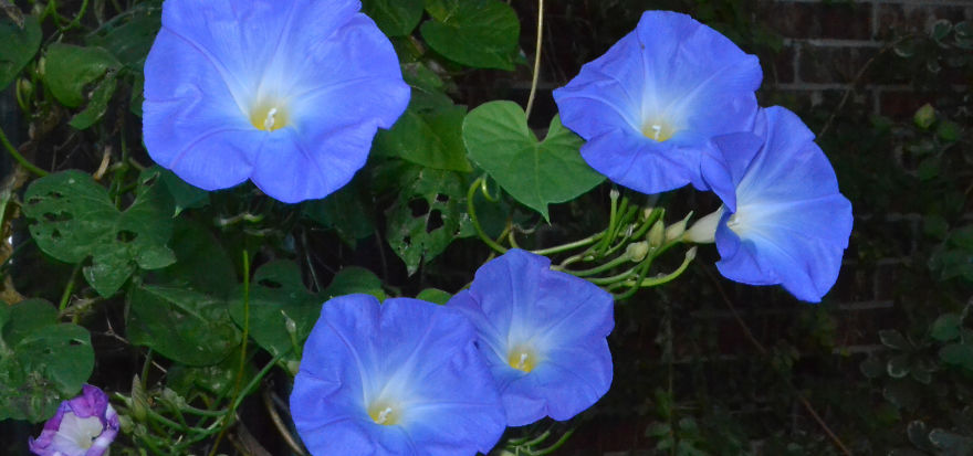 A Bit Of Blue For The Grays Of Winter: Excerpts From The Summer Garden