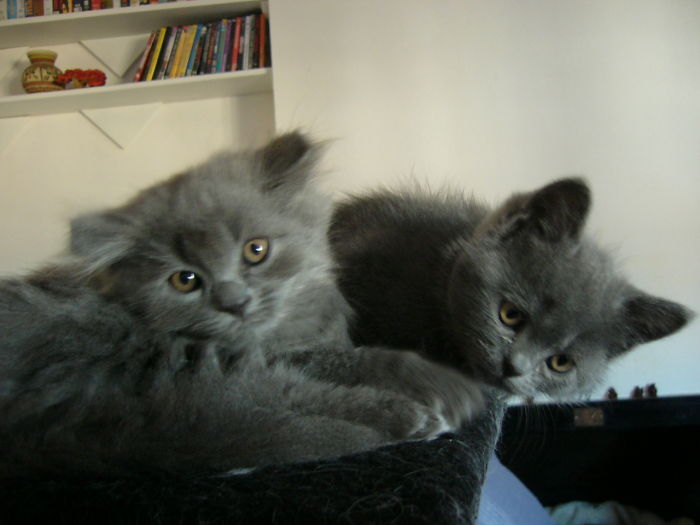 Murphy & Toshio, Grey Lovely Brodas.