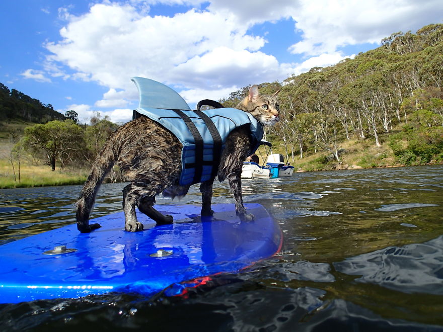 Yoshi The Sharkkitty Goes Swimming!! (yes, A Swimming Cat!)