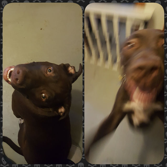 Before And After Being Told "good Boy"