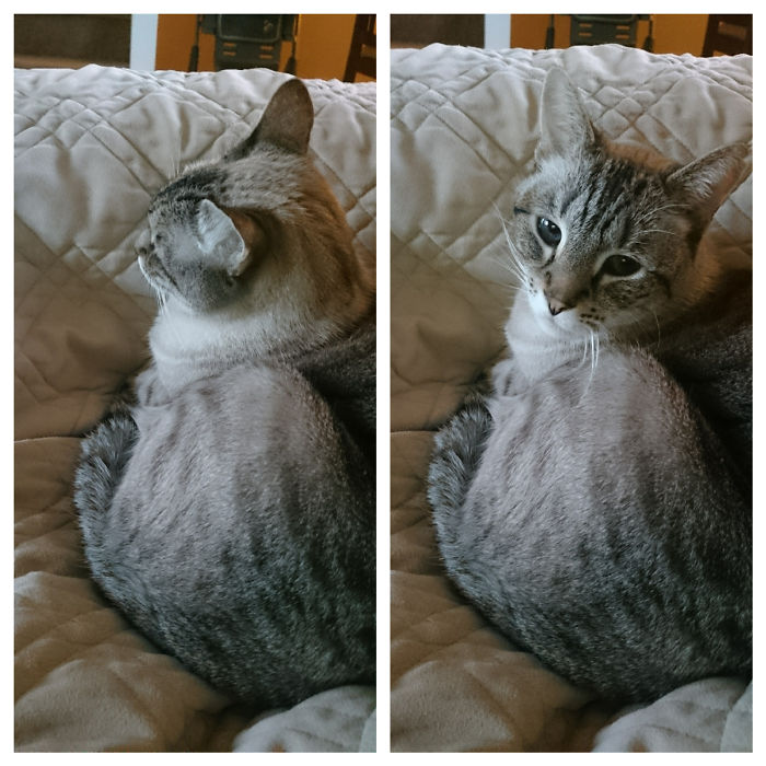 Misiu Before And After Being Called A Good Boy.