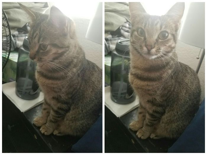 Before And After "good Kitty"