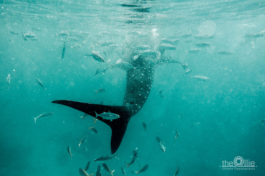 I Photographed The Beauty Of Giant Whale Sharks