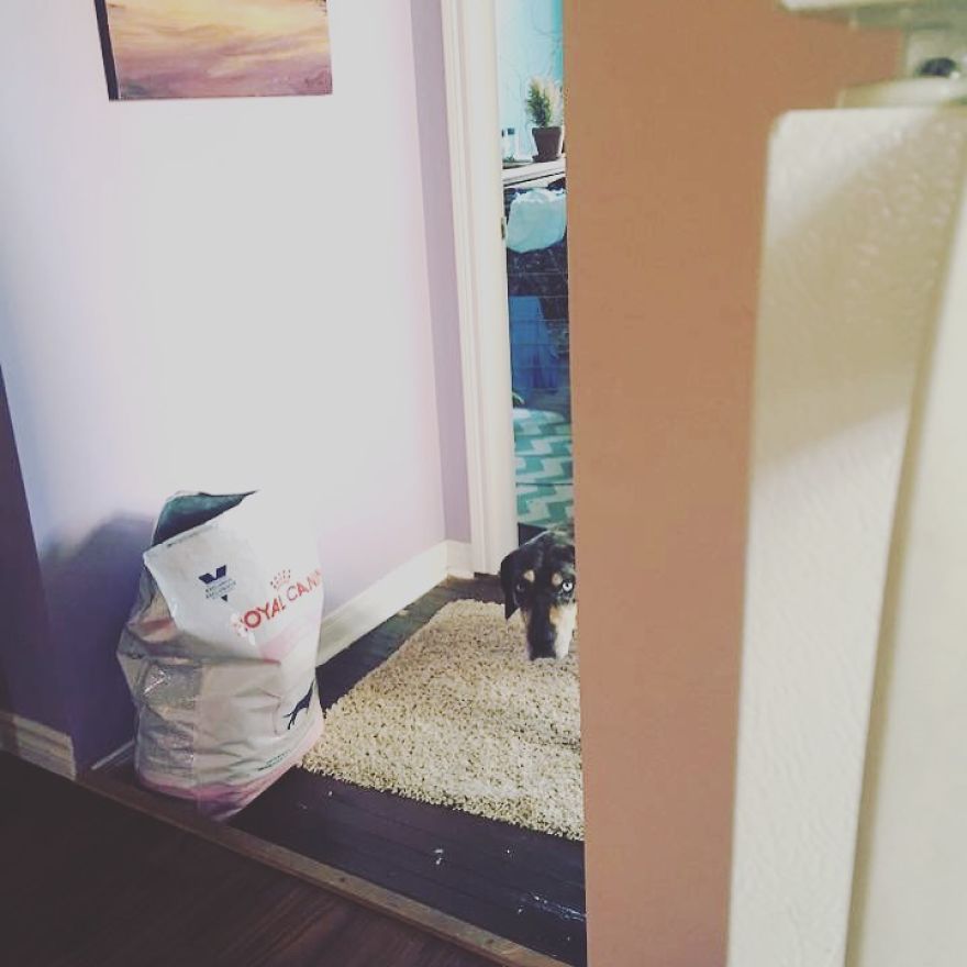 I Take Photos Of My Dog Stalking Me