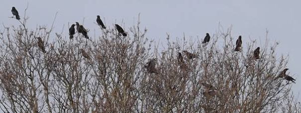 These Crows These Crows