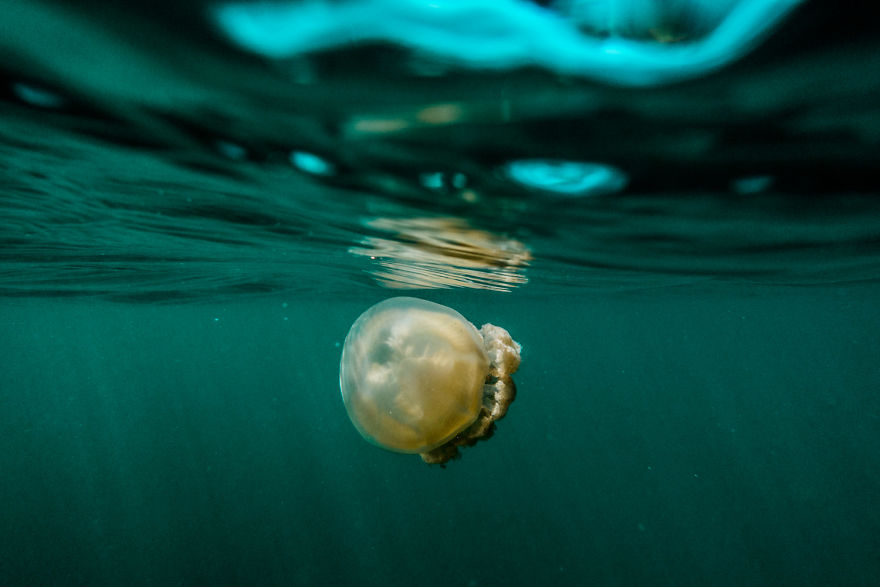 This Eerie Lake Filled With Jellyfish Should Not Exist. This Eerie Lake Filled With Jellyfish Should Not Exist.