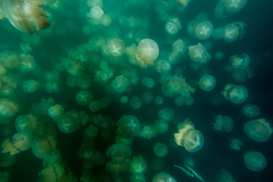 This Eerie Lake Filled With Jellyfish Should Not Exist. This Eerie Lake Filled With Jellyfish Should Not Exist.