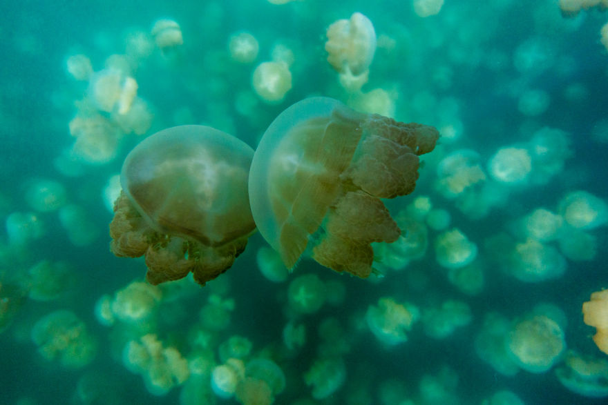 This Eerie Lake Filled With Jellyfish Should Not Exist. This Eerie Lake Filled With Jellyfish Should Not Exist.