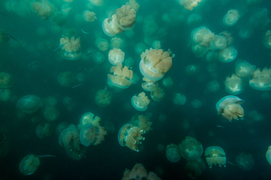 This Eerie Lake Filled With Jellyfish Should Not Exist. This Eerie Lake Filled With Jellyfish Should Not Exist.