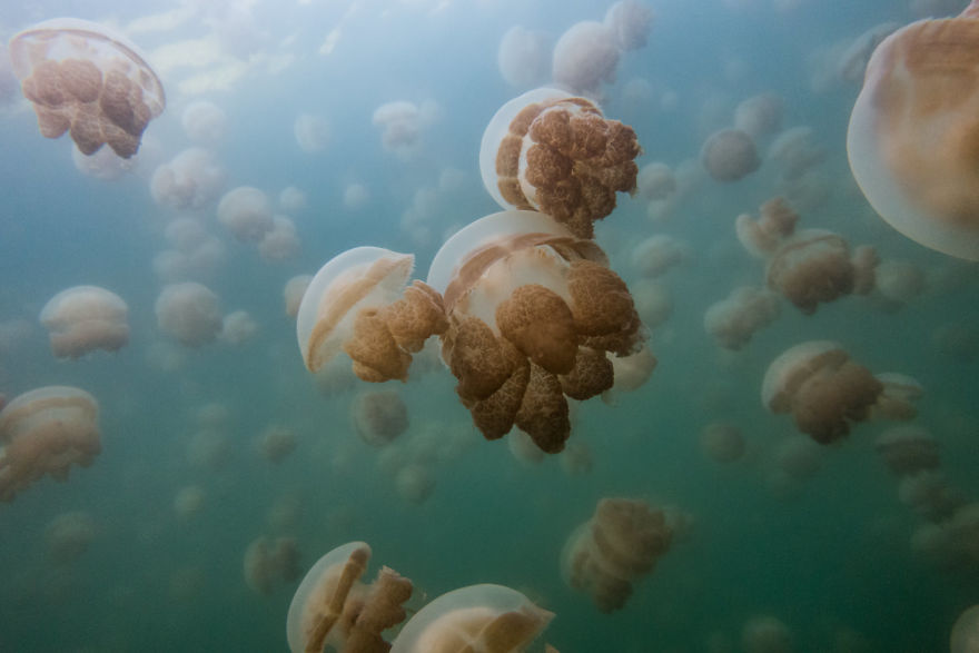 This Eerie Lake Filled With Jellyfish Should Not Exist. This Eerie Lake Filled With Jellyfish Should Not Exist.