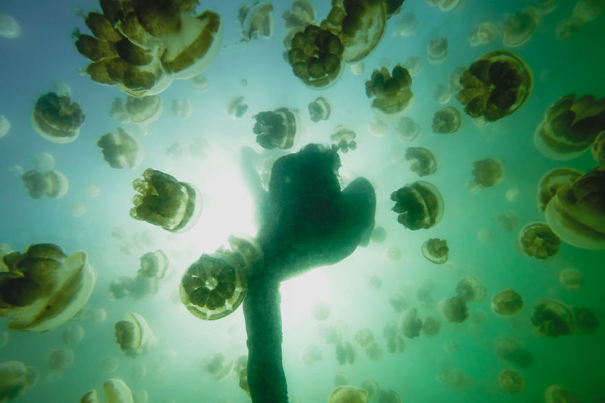 This Eerie Lake Filled With Jellyfish Should Not Exist. This Eerie Lake Filled With Jellyfish Should Not Exist.
