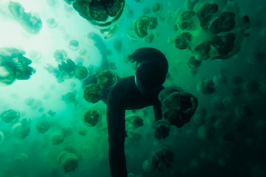 This Eerie Lake Filled With Jellyfish Should Not Exist. This Eerie Lake Filled With Jellyfish Should Not Exist.
