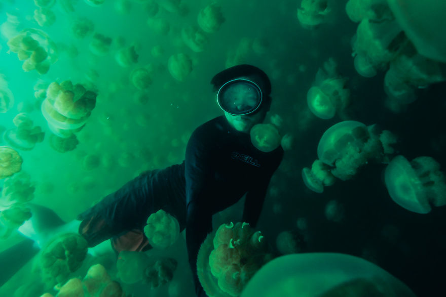 This Eerie Lake Filled With Jellyfish Should Not Exist. This Eerie Lake Filled With Jellyfish Should Not Exist.