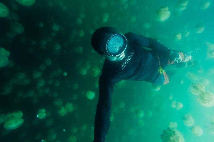 This Eerie Lake Filled With Jellyfish Should Not Exist. This Eerie Lake Filled With Jellyfish Should Not Exist.