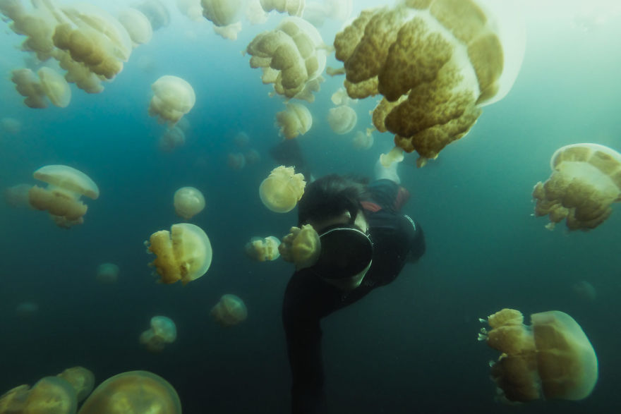 This Eerie Lake Filled With Jellyfish Should Not Exist. This Eerie Lake Filled With Jellyfish Should Not Exist.
