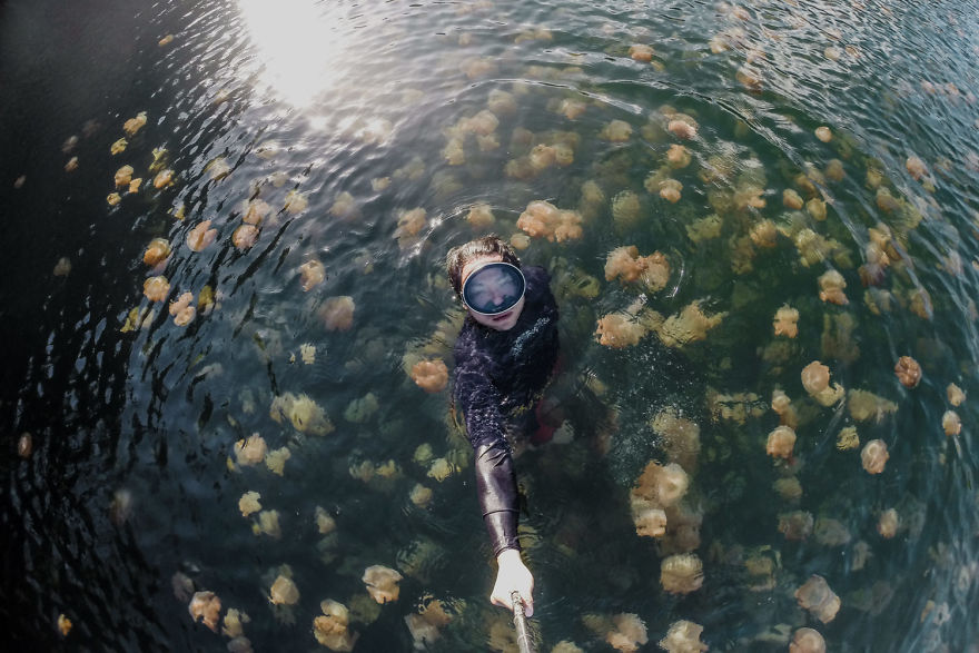 This Eerie Lake Filled With Jellyfish Should Not Exist. This Eerie Lake Filled With Jellyfish Should Not Exist.