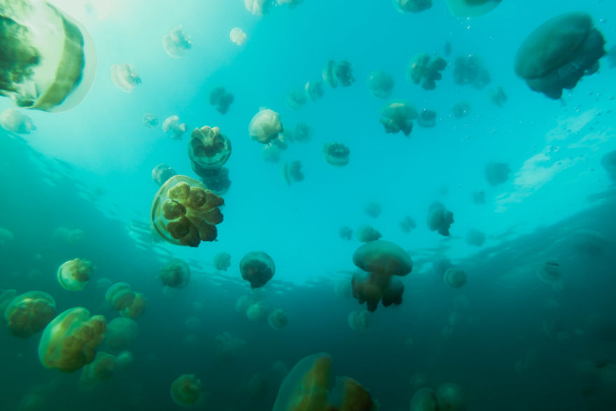 This Eerie Lake Filled With Jellyfish Should Not Exist. This Eerie Lake Filled With Jellyfish Should Not Exist.