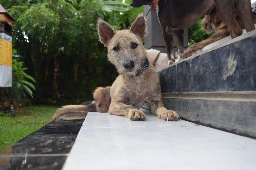 Tiga's Tail: How A Disabled Bali Dog Never Gave Up