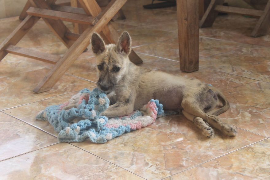 Tiga's Tail: How A Disabled Bali Dog Never Gave Up
