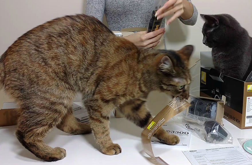 Unboxing… Not So Easy With Cats