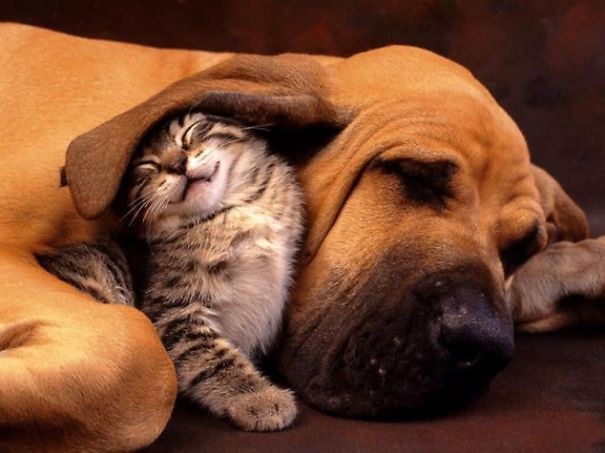 The Beautiful Friendship Between A Cat And A Dog