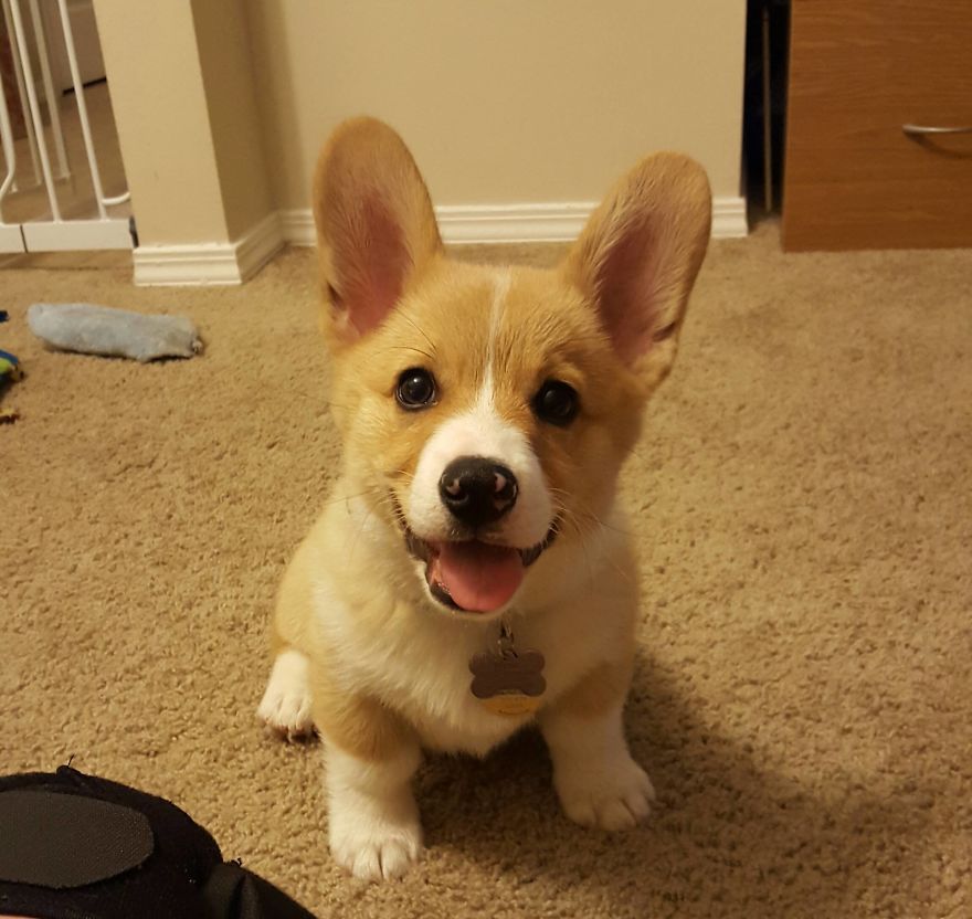 Welsh Corgi Welsh Corgi