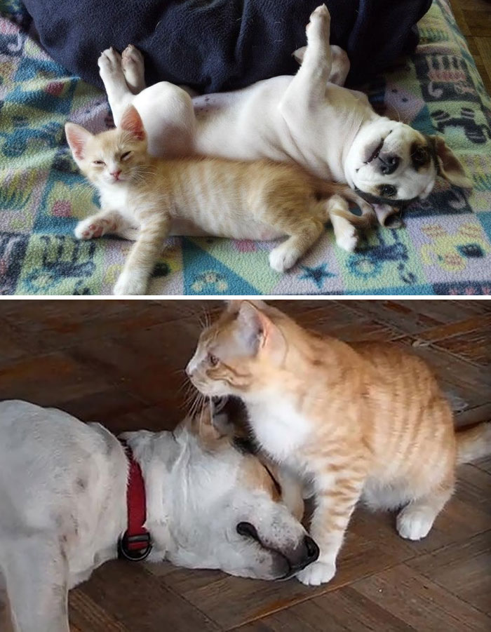 Pitties And Kitty Growing Up Together