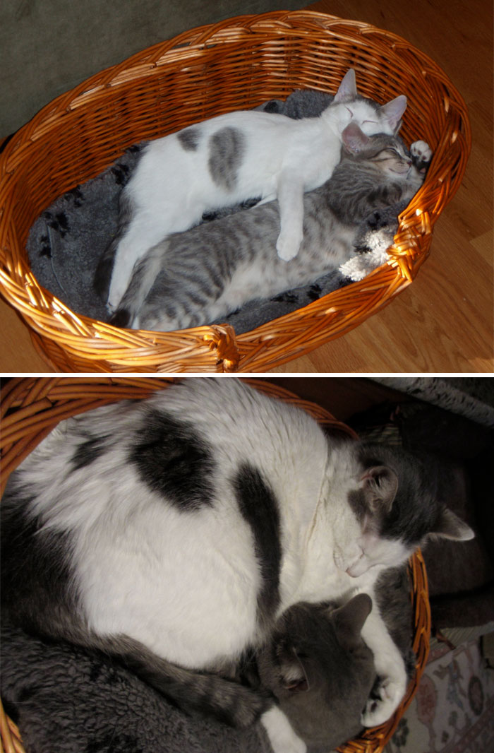 My Cats When They Were A Few Months Old Compared To Now, 4 Years Later