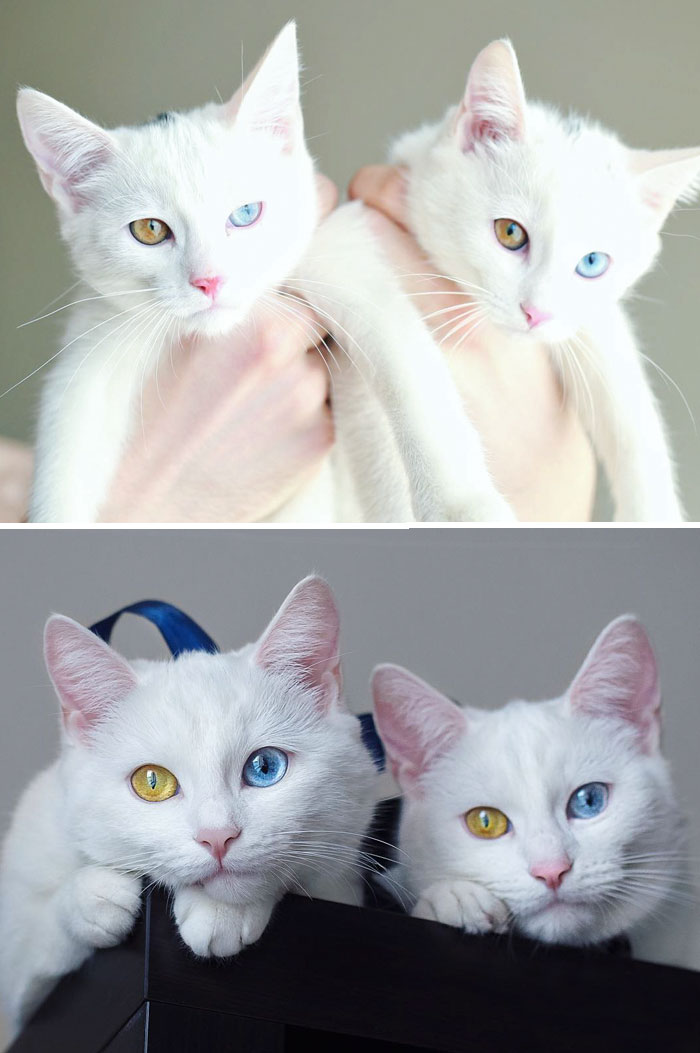 The Most Beautiful Twin Cats Growing Up