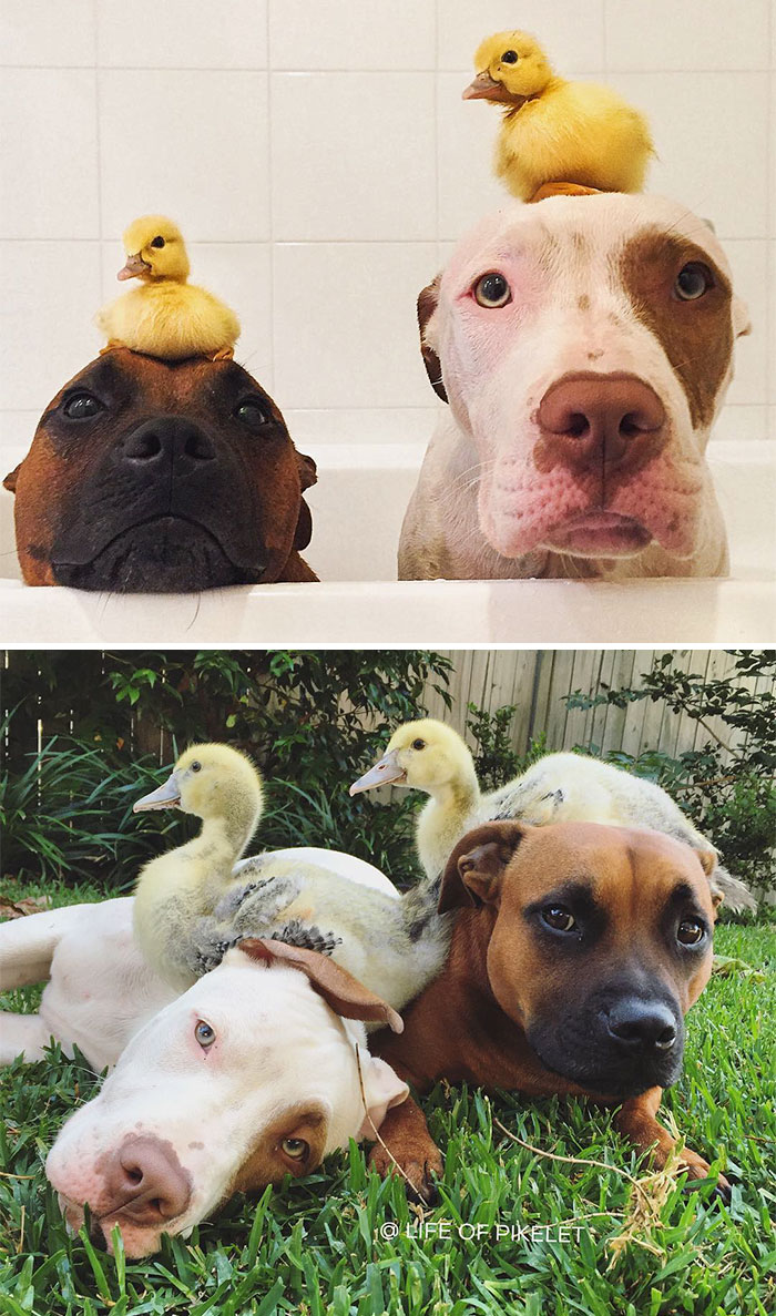 Two Ducklings And Two Of Their Best Friends