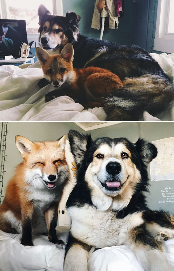 Juniper The Fox And Moose Are Best Friends From The Day They Met Till Now