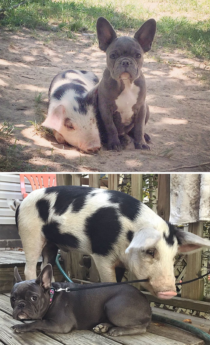 Peanut And Keeva Then And Now