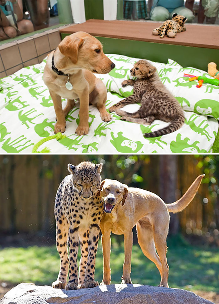 Kasi The Cheetah And Mtani The Labrador Best Friends Ever