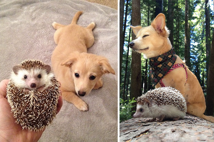 Biddy The Hedgehog And His Sister Charlie The First Day They Met And Now