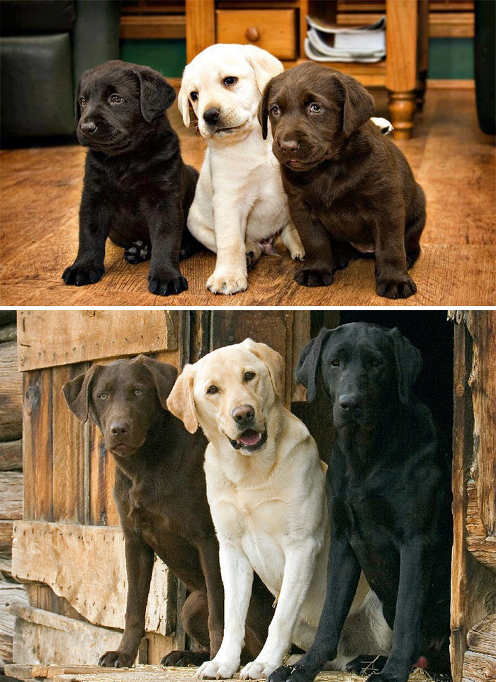 15 Fotos antes y después de animales creciendo juntos