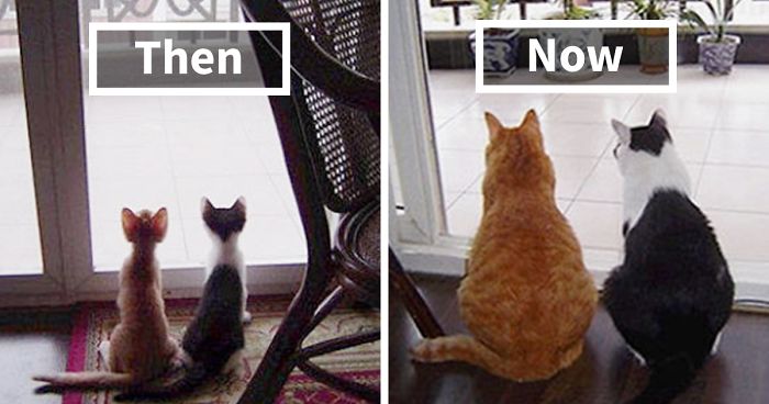 50 Before & After Pics Of Animals Growing Up Together