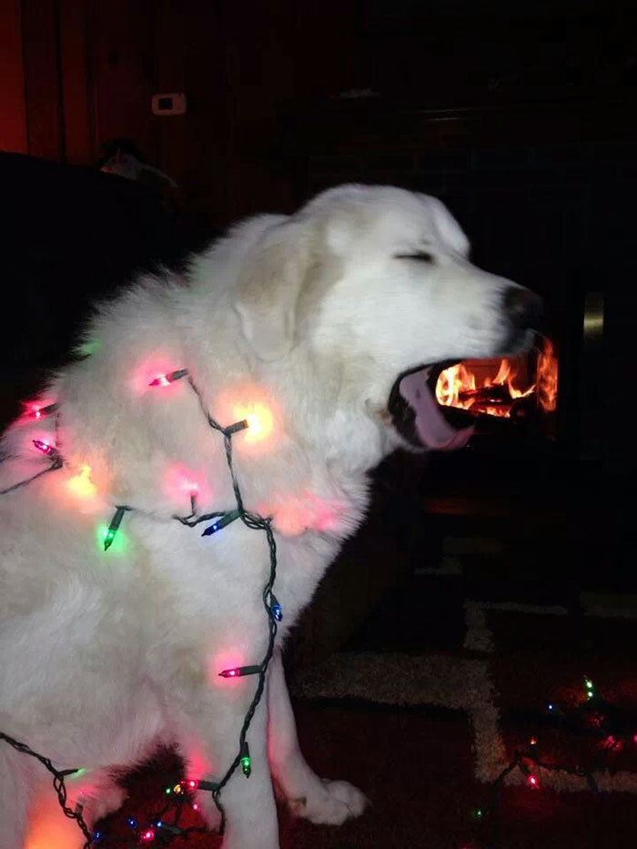 My Dog Tangled In Christmas Lights, And Breathing Fire