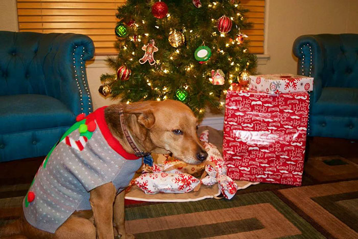 My Friend's Dog's Reaction After Finding Out That His Christmas Gift Was A Sweater