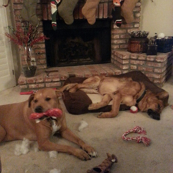 I Think The Dogs Are Enjoying Christmas