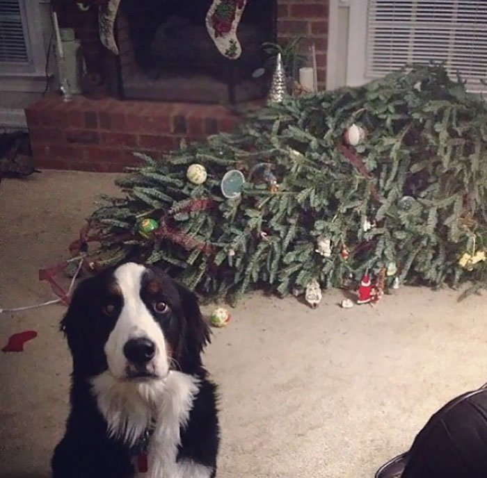 Dogs Aren't Exactly The Best With Christmas Trees Either