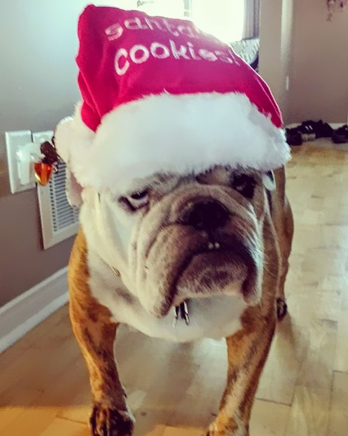 Dudley Is Trying To Get Into The Holiday Spirit... Maybe We Woke Him Up Too Early