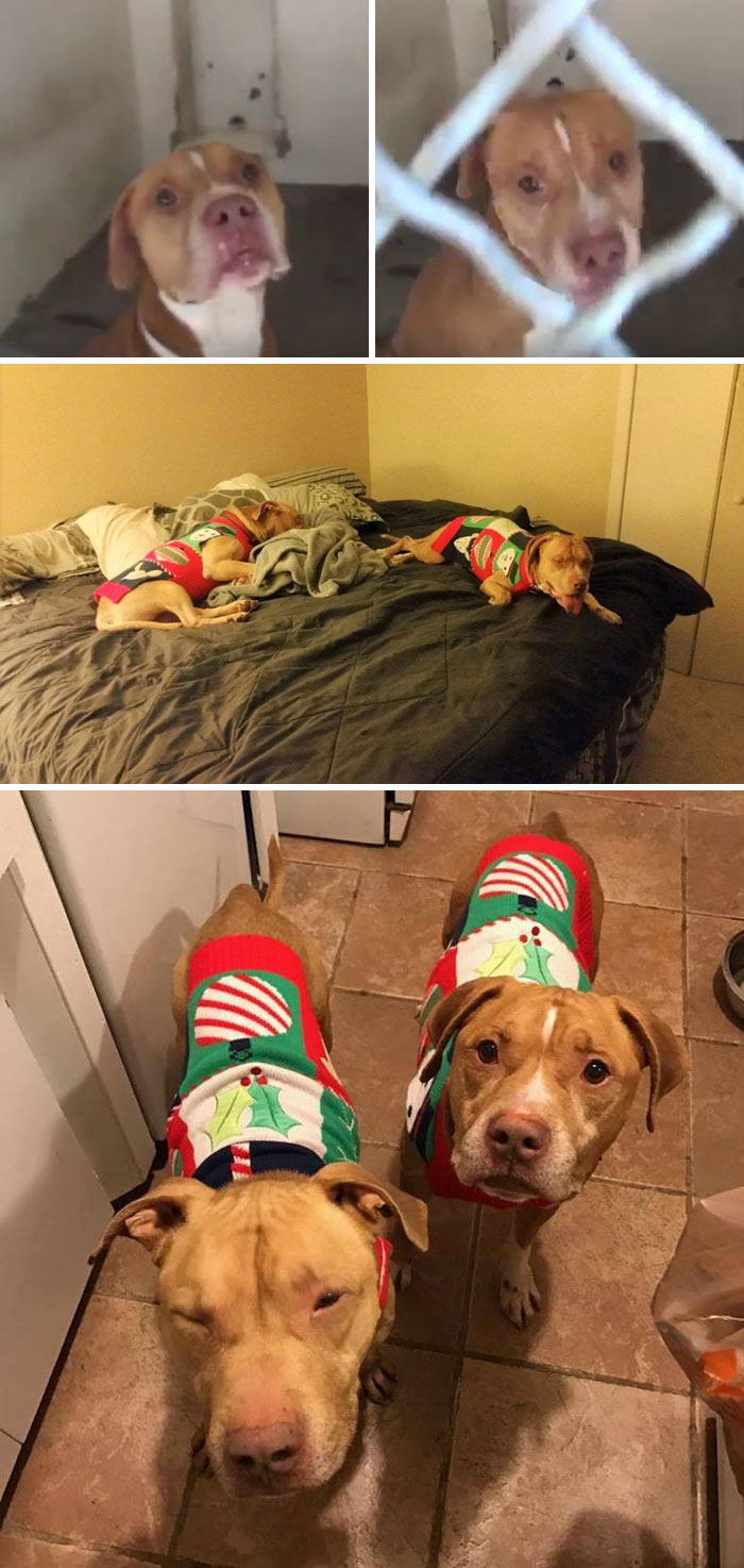 Dog Brothers Kept Separately In The Shelter For 118 Days, Find Home Together Right Before The Holidays