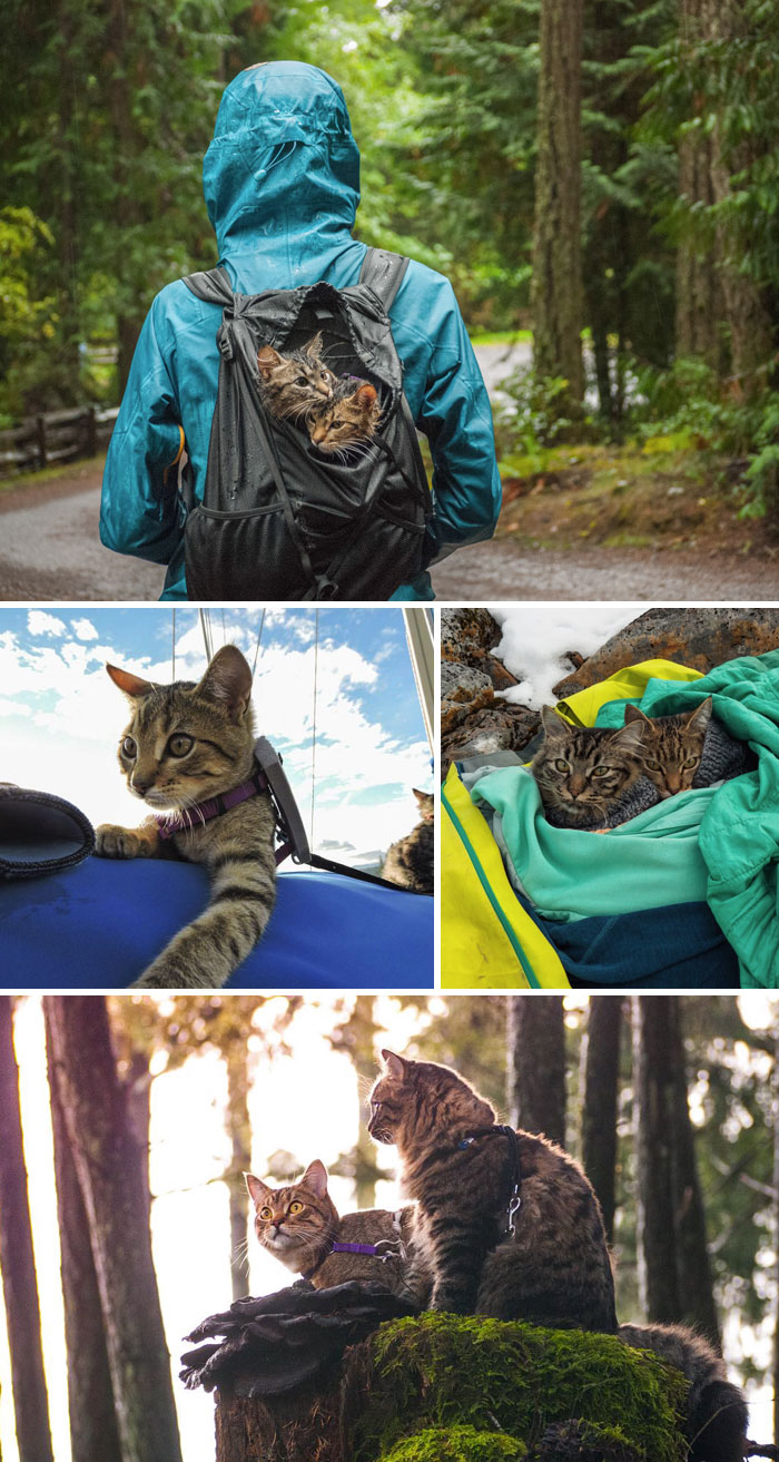These Two Kittens Were Left To Die, But Now Go On Epic Adventures With Their Rescuers