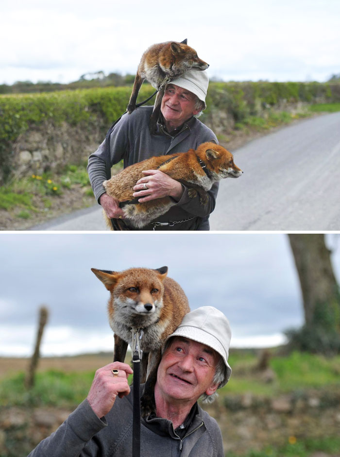 This Man Rescued These Foxes And Now They Won’t Leave His Side