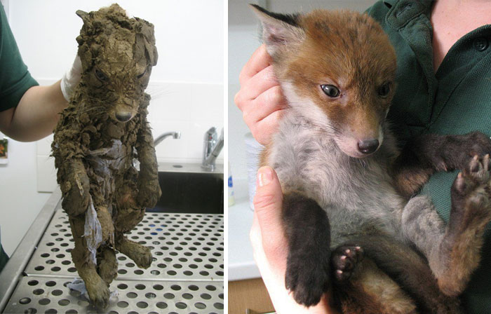 A Mysterious Animal Found In Mud Couldn’t Be Identified Until The Rescuers Cleaned Him And Find Out That… It Was A Little Beautiful Red Fox