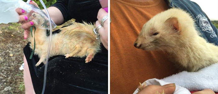 Firefighters Save Ferret's Life After Pulling Him Out Of A Burning House