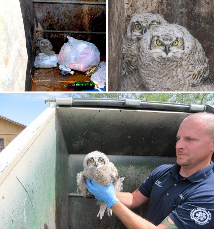 Man Climbes Into The Dumpster To Pull Out Two Abandoned Baby Owls