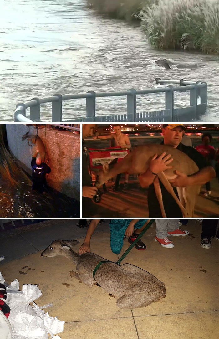 When 911 Said There Was Nothing They Could Do, This Man Jumped Into Water To Save The Baby Deer